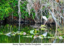 Snowy Egret