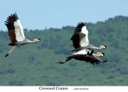 Crowned Cranes, Ngorongoro Crater, Tanzania