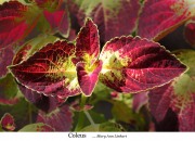 Coleus FFF rq