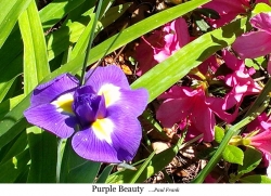 Purple Beauty FFF