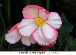 Butchart Garden Begonia FFF 2