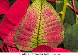 Under a Poinsettia Leaf FFF resized