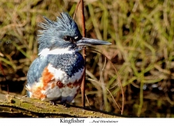 Kingfisher FFF