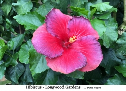 Hibiscus-Hagen