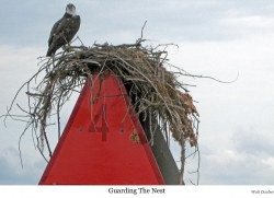 Guading the nest