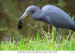 Little Blue Heron could not swallow this turtle