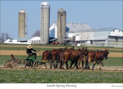 Hilda Alpaugh, Amish Spring Plowing