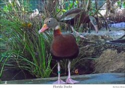 Barbara Blaze, Florida Birds