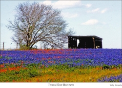 Blue Bonnets of Texas