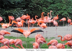 Flamingos – Let's Dance