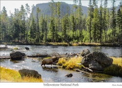 Yellowstone National Park