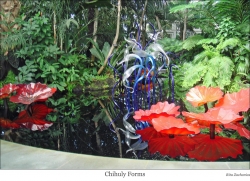 Chihuly Forms 2 rs