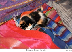 Kitten on Berber carpets web