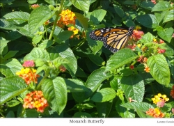 Monarch Butterfly web