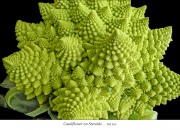 FFF 201904 Liss 5 Web Cauliflower on Steroids