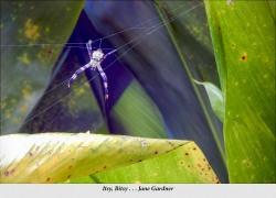 FFF-2019-Gardner-Web