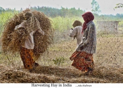 Harvesting Hay in India FFF